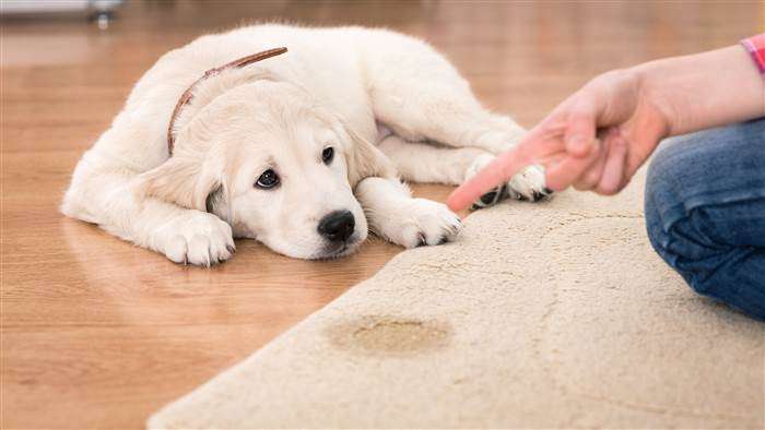 showing sad dog who peed on carpet